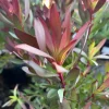 Leucadendron 'Hi Magic' Live Plant - Hawaii Magic Shrub, 1 Gallon Pot - Image 1