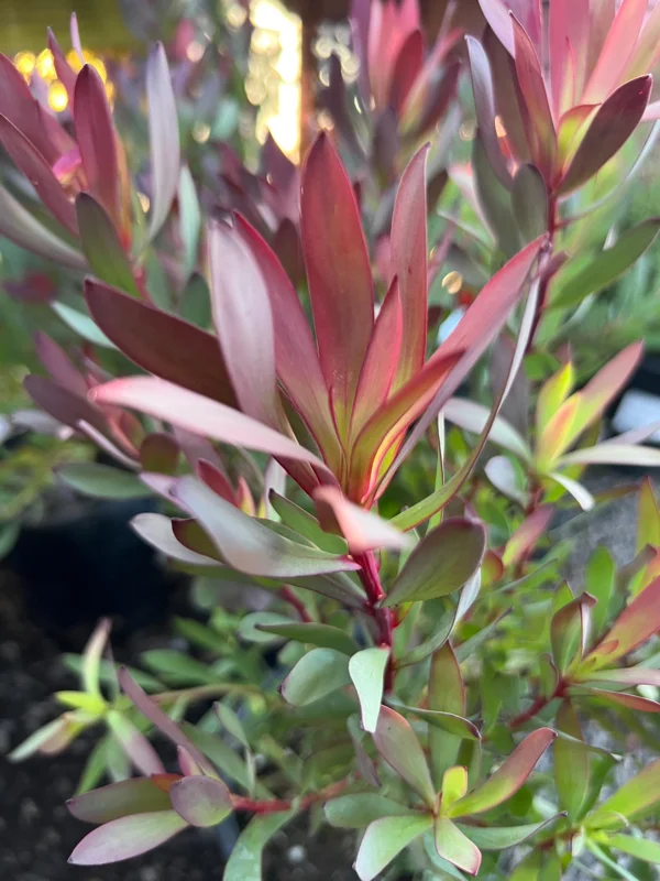 Leucadendron 'Hi Magic' Live Plant - Hawaii Magic Shrub, 1 Gallon Pot - Image 1