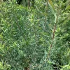 Leucadendron Little Red Live Plant – 1-2 ft Tall, 6" Pot – Outdoor Shrub - Image 1