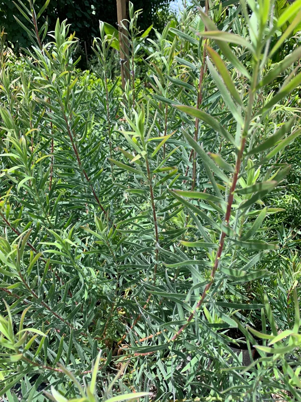 Leucadendron Little Red Live Plant – 1-2 ft Tall, 6" Pot – Outdoor Shrub - Image 1