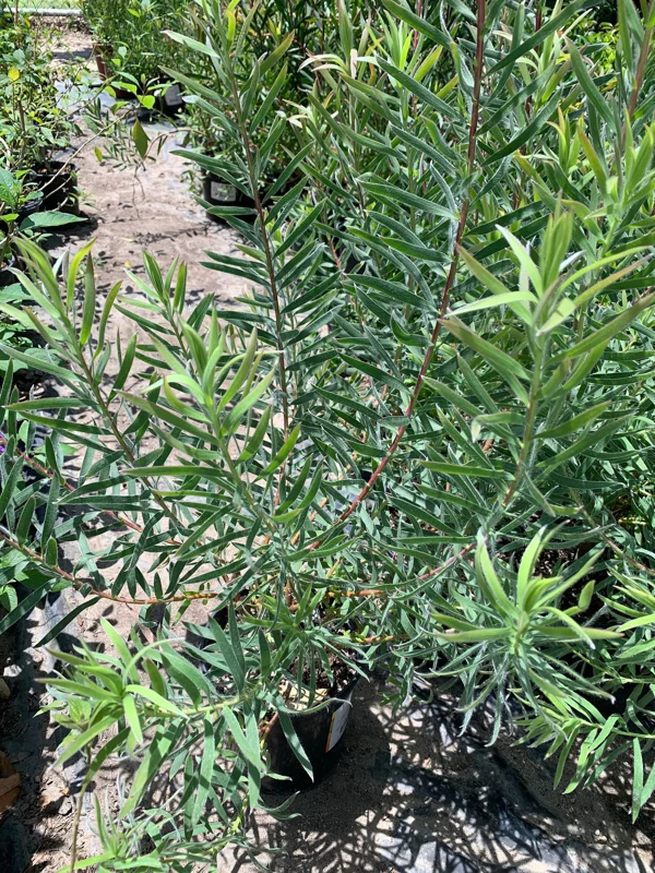 Leucadendron Little Red Live Plant – 1-2 ft Tall, 6" Pot – Outdoor Shrub - Image 2