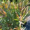 Leucadendron Salignum Strawberry Blonde Live Plant 1ft Tall in 6in Pot Outdoor Shrub Leucadendron Salignum Strawberry Blonde Live Plant 1ft Tall in 6in Pot Outdoor Shrub - Image 1