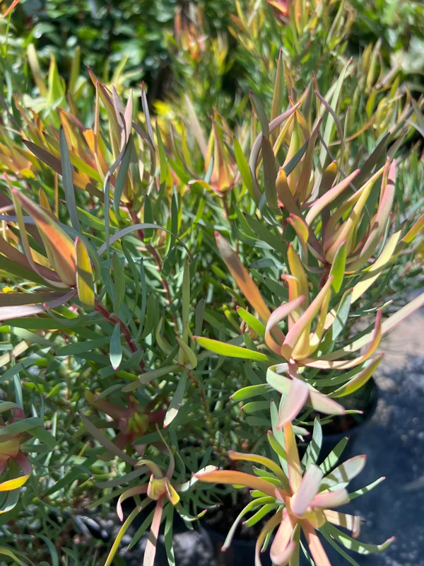 Leucadendron Salignum Strawberry Blonde Live Plant 1ft Tall in 6in Pot Outdoor Shrub - Image 1