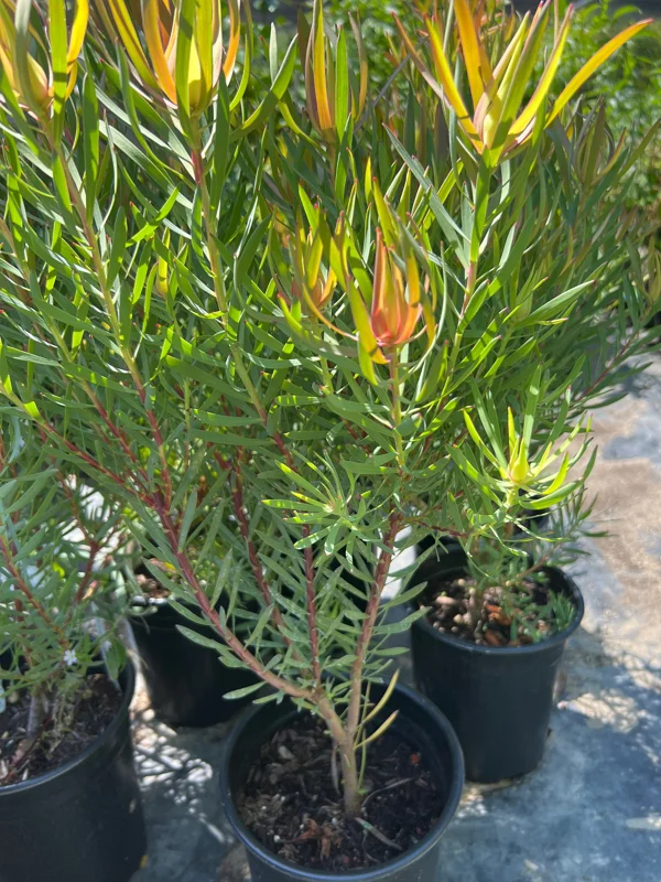 Leucadendron Salignum Strawberry Blonde Live Plant 1ft Tall in 6in Pot Outdoor Shrub - Image 2
