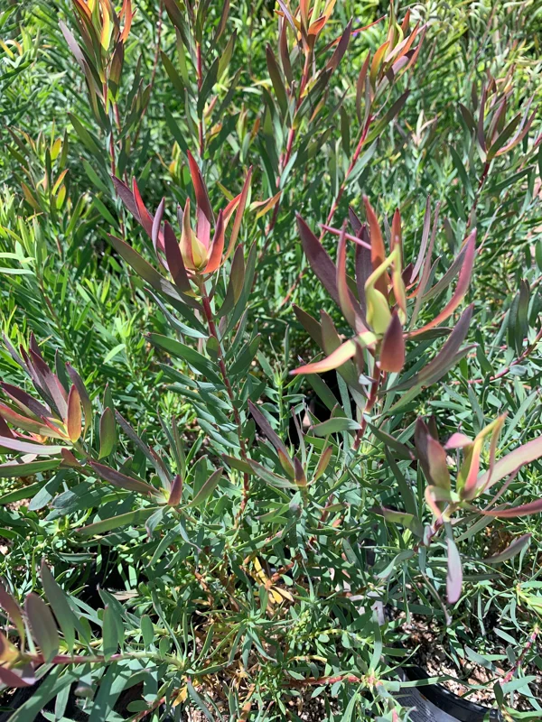 Leucadendron Salignum 'Summer Red' Live Plant – 6 inch Pot – Outdoor Shrub - Image 2