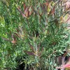 Leucadendron Salignum 'Summer Red' Live Plant – 6 inch Pot – Outdoor Shrub Leucadendron Salignum 'Summer Red' Live Plant – 6 inch Pot – Outdoor Shrub - Image 1