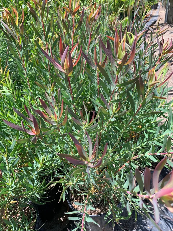 Leucadendron Salignum 'Summer Red' Live Plant – 6 inch Pot – Outdoor Shrub - Image 1