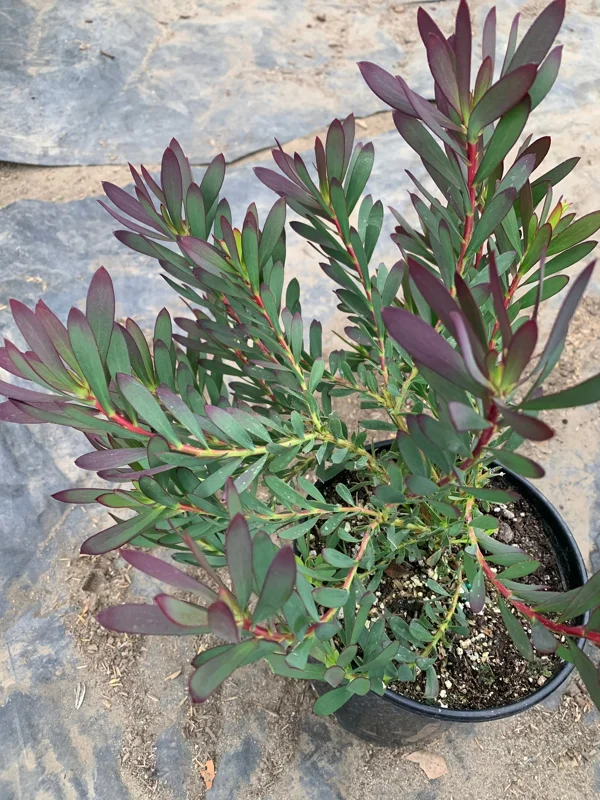 Leucadendron Salignum 'Winter Red' Live Plant – 6 inch Pot – Outdoor Shrub - Image 2