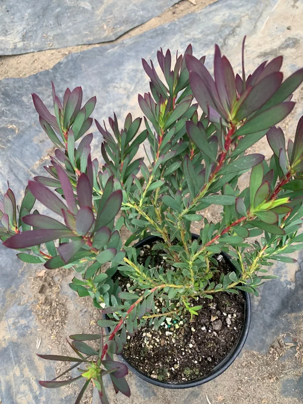 Leucadendron Salignum 'Winter Red' Live Plant – 6 inch Pot – Outdoor Shrub Leucadendron Salignum 'Winter Red' Live Plant – 6 inch Pot – Outdoor Shrub - Image 3