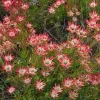 Leucadendron Salignum 'Winter Red' Live Plant – 6 inch Pot – Outdoor Shrub - Image 1
