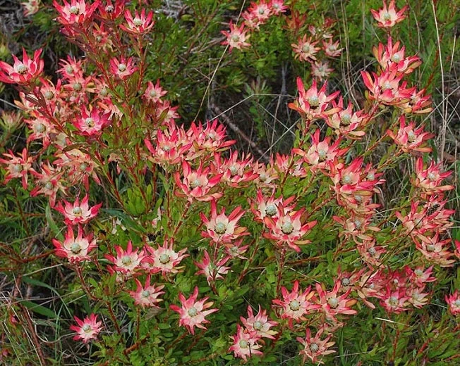 Leucadendron Salignum 'Winter Red' Live Plant – 6 inch Pot – Outdoor Shrub - Image 1