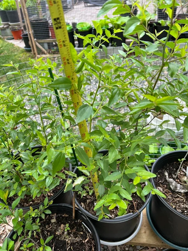 Li Jujube Tree Live Plant - 2 Year Old 'Chinese Date' Fruit Tree - 2-4 ft Tall Outdoor - Image 2