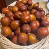 Li Jujube Tree Live Plant - 2 Year Old 'Chinese Date' Fruit Tree - 2-4 ft Tall Outdoor - Image 1