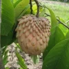 Lisa Atemoya Live Plant - 1 Foot Tall - 3 Gallon Pot - Tropical Fruit Tree - Image 1