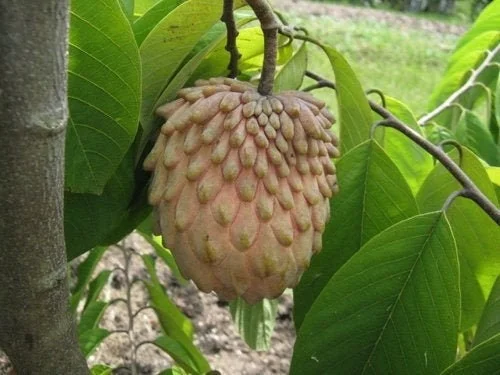 Lisa Atemoya Live Plant - 1 Foot Tall - 3 Gallon Pot - Tropical Fruit Tree - Image 1
