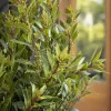 Little Ragu Sweet Bay Live Plant – 1 Foot Tall – Ships in 6 Inch Pot – Fragrant Herb Little Ragu Sweet Bay Live Plant – 1 Foot Tall – Ships in 6 Inch Pot – Fragrant Herb - Image 1