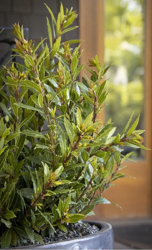 Little Ragu Sweet Bay Live Plant – 1 Foot Tall – Ships in 6 Inch Pot – Fragrant Herb - Image 1