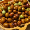 Live Sugarcane & Honeyjar Jujube Trees, 1 Year Old Plants, Lot of 2, Edible Duo - Image 1