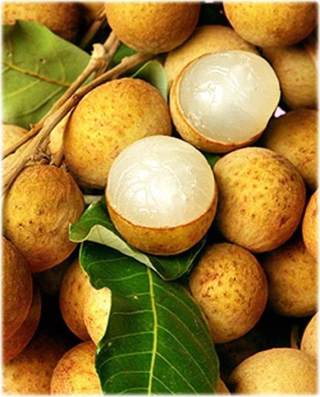 Longan Air Layered Tree - Live Plant - 3 to 4 Feet Tall - Ships in 7 Gallon Pot - Image 2