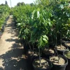 Longan Air Layered Tree - Live Plant - 3 to 4 Feet Tall - Ships in 7 Gallon Pot - Image 1