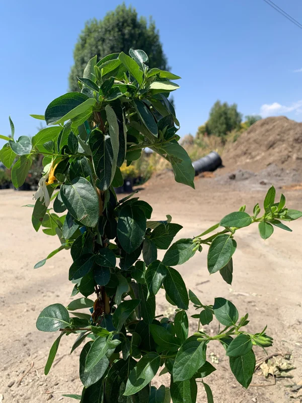 Lonicera Confusa Live Plant – 2ft Tall in 6" Pot – Outdoor Shrub - Image 2