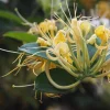 Lonicera Confusa Live Plant – 2ft Tall in 6" Pot – Outdoor Shrub - Image 1