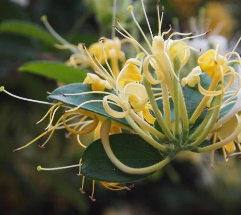 Lonicera Confusa Live Plant – 2ft Tall in 6" Pot – Outdoor Shrub - Image 1