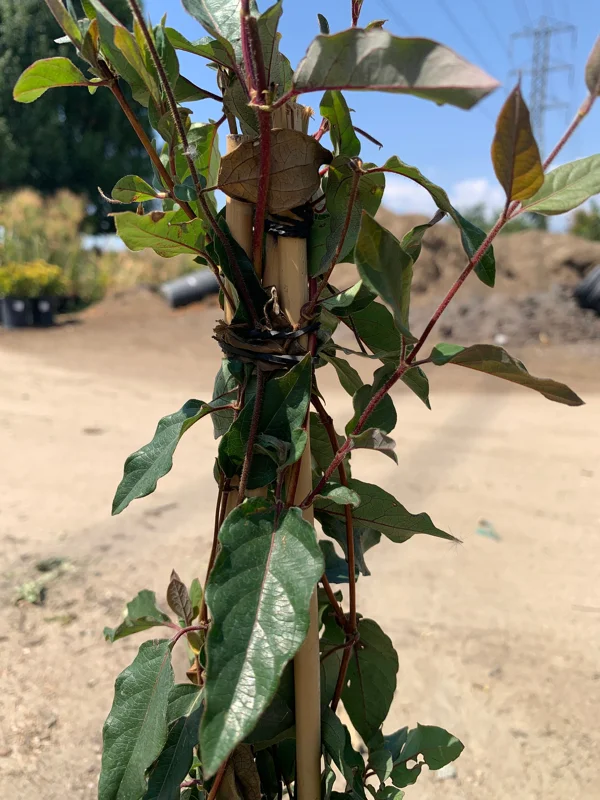 Lonicera J. Purpurea Live Plant – 2ft Tall Honeysuckle Vine – 6in Pot – Outdoor - Image 2