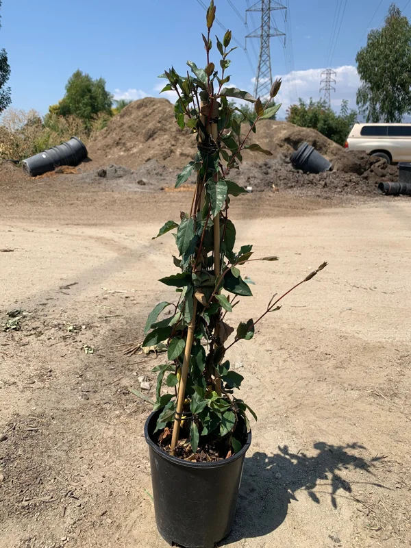 Lonicera J. Purpurea Live Plant – 2ft Tall Honeysuckle Vine – 6in Pot – Outdoor Lonicera J. Purpurea Live Plant – 2ft Tall Honeysuckle Vine – 6in Pot – Outdoor - Image 3