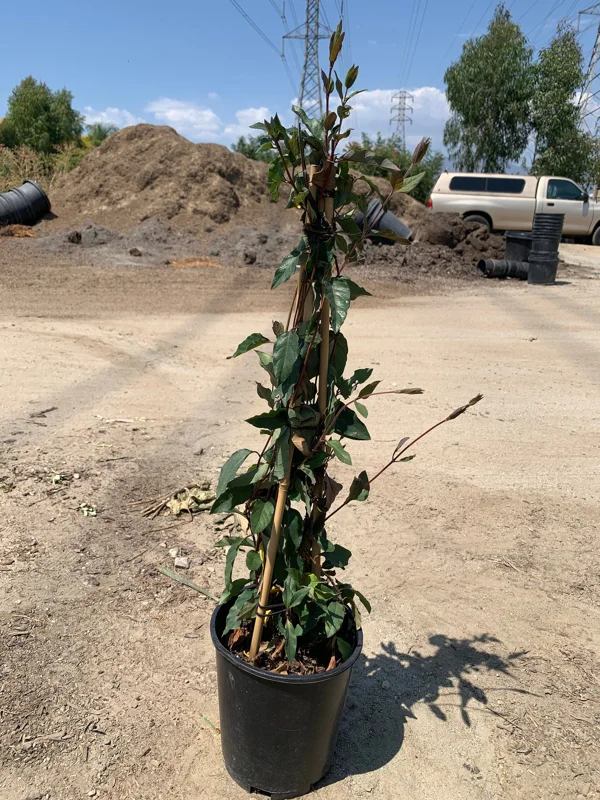 Lonicera J. Purpurea Live Plant – 2ft Tall Honeysuckle Vine – 6in Pot – Outdoor Lonicera J. Purpurea Live Plant – 2ft Tall Honeysuckle Vine – 6in Pot – Outdoor - Image 4