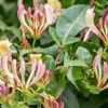 Lonicera J. Purpurea Live Plant – 2ft Tall Honeysuckle Vine – 6in Pot – Outdoor - Image 1