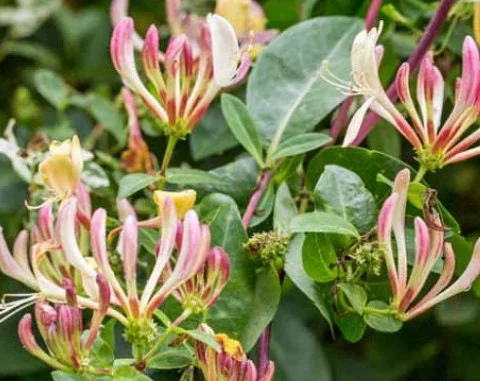 Lonicera J. Purpurea Live Plant – 2ft Tall Honeysuckle Vine – 6in Pot – Outdoor - Image 1