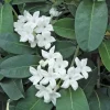 Madagascar Jasmine Live Plant – Stephanotis Floribunda – 3 feet tall – 3 gallon pot - Image 1