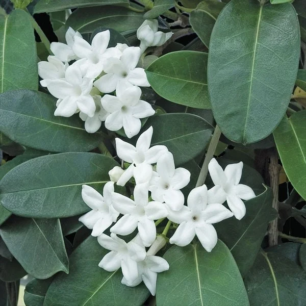 Madagascar Jasmine Live Plant – Stephanotis Floribunda – 3 feet tall – 3 gallon pot - Image 1