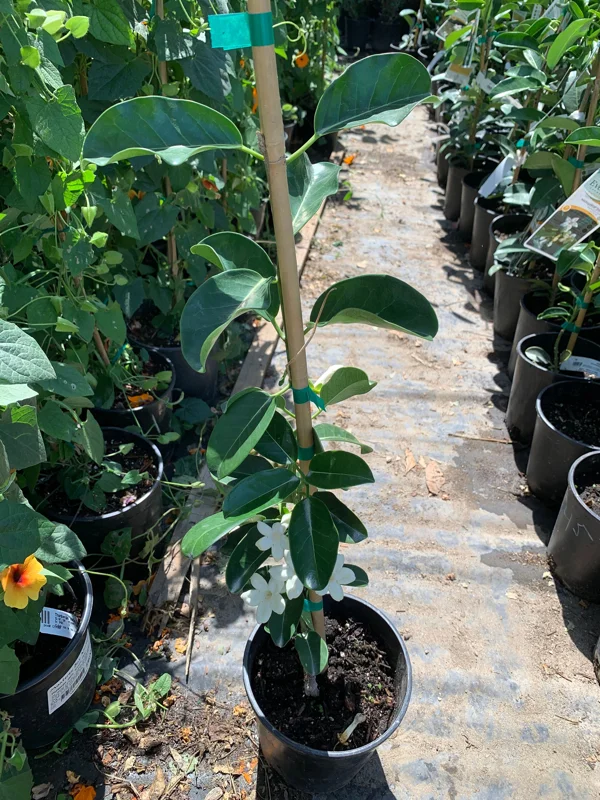 Madagascar Jasmine Live Plant – Stephanotis Floribunda – 1 Foot Tall – Ships in 6 Inch Pot - Image 2