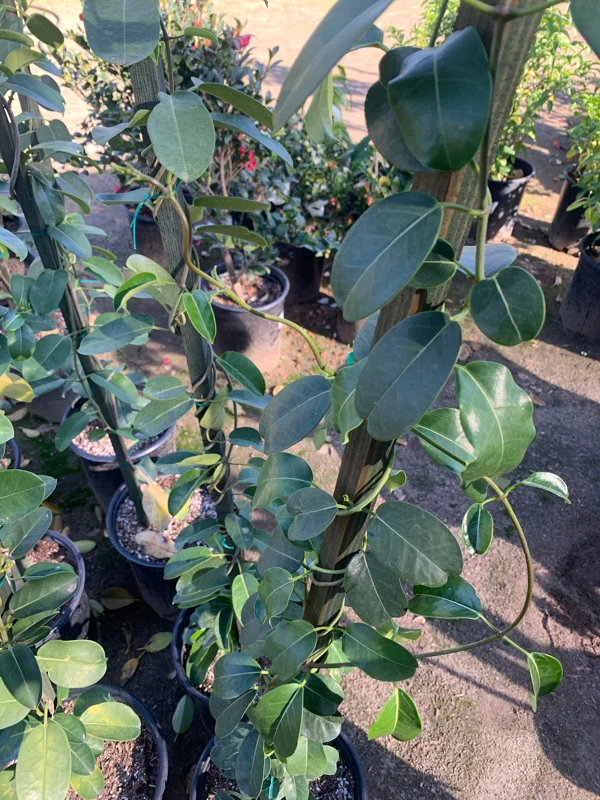 Madagascar Jasmine Live Plant – Stephanotis Floribunda – 3 feet tall – 3 gallon pot - Image 2