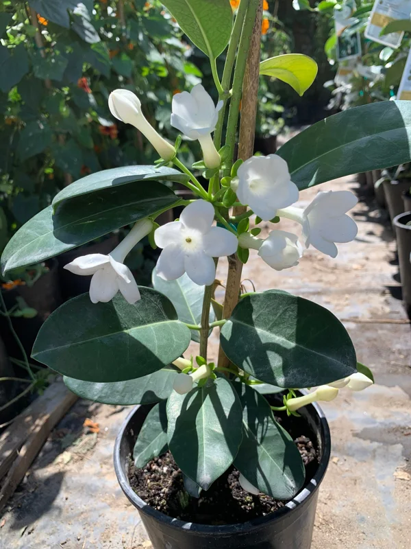 Madagascar Jasmine Live Plant – Stephanotis Floribunda – 1 Foot Tall – Ships in 6 Inch Pot - Image 1