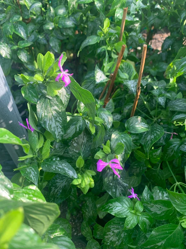 Magenta Leaf Live Plant (Lá Cẩm), 2ft Tall, 6-inch Pot, Edible Plant - Image 2