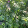 Magenta Leaf Live Plant (Lá Cẩm), 2ft Tall, 6-inch Pot, Edible Plant - Image 1