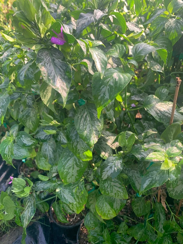 Magenta Leaf Live Plant (Lá Cẩm), 2ft Tall, 6-inch Pot, Edible Plant - Image 1