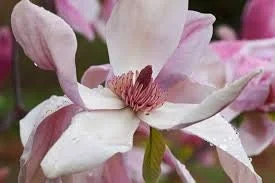 Magnolia Daybreak Tree – Live Plant – 2-3 ft Tall – 1 Gallon Pot – Outdoor - Image 2