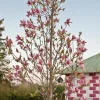 Magnolia Daybreak Tree – Live Plant – 2-3 ft Tall – 1 Gallon Pot – Outdoor - Image 1