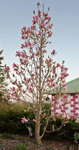 Magnolia Daybreak Tree – Live Plant – 2-3 ft Tall – 1 Gallon Pot – Outdoor - Image 1