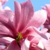 Magnolia Galaxy Live Tree - 2-3 ft Tall, 1 Gallon Pot - Outdoor Ornamental Magnolia Galaxy Live Tree - 2-3 ft Tall, 1 Gallon Pot - Outdoor Ornamental - Image 1