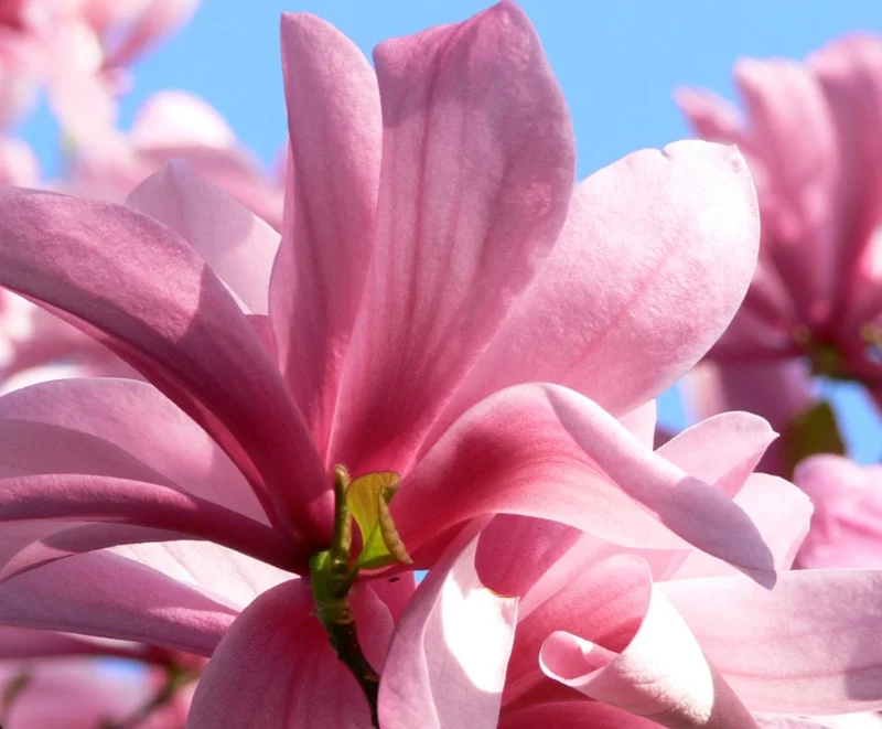 Magnolia Galaxy Live Tree - 2-3 ft Tall, 1 Gallon Pot - Outdoor Ornamental - Image 1
