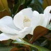 Magnolia 'Kay Parris' Live Tree – 2-3 ft Tall – 3 Gallon Pot – Outdoor - Image 1