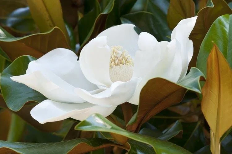 Magnolia 'Kay Parris' Live Tree – 2-3 ft Tall – 3 Gallon Pot – Outdoor - Image 1