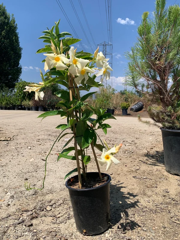 Mandevilla Sun Parasol Apricot Live Plant – 2ft Tall, 6in Pot – Outdoor Vine - Image 2