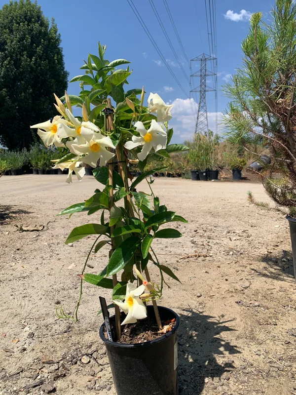 Mandevilla Sun Parasol Apricot Live Plant – 2ft Tall, 6in Pot – Outdoor Vine Mandevilla Sun Parasol Apricot Live Plant – 2ft Tall, 6in Pot – Outdoor Vine - Image 3