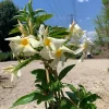 Mandevilla Sun Parasol Apricot Live Plant – 2ft Tall, 6in Pot – Outdoor Vine Mandevilla Sun Parasol Apricot Live Plant – 2ft Tall, 6in Pot – Outdoor Vine - Image 1